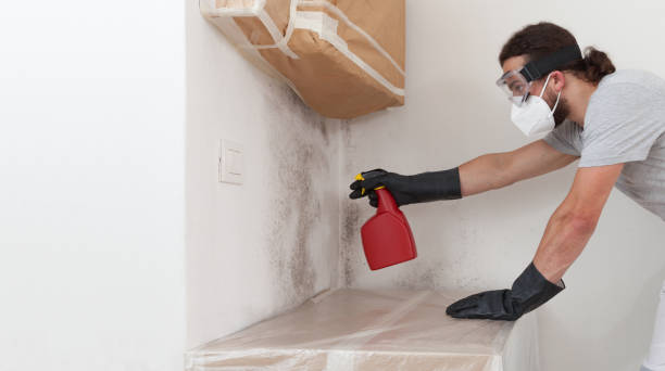 Professional Black Mold Removal technician working in Petersburg, IL