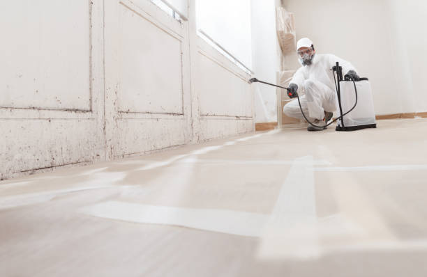 24/7 Emergency Black Mold Removal experts in Petersburg, IL