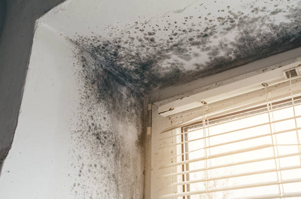 Trusted Crawl Space Mold Removal service in Petersburg, IL - Cheap Mold Removal